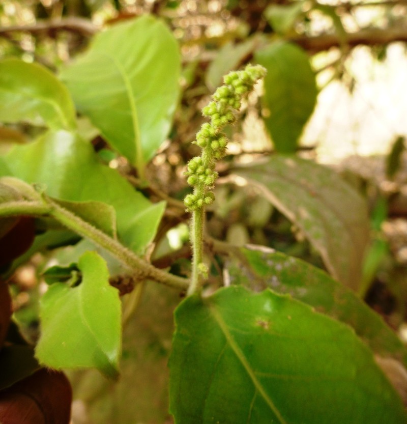 Homalium africanum