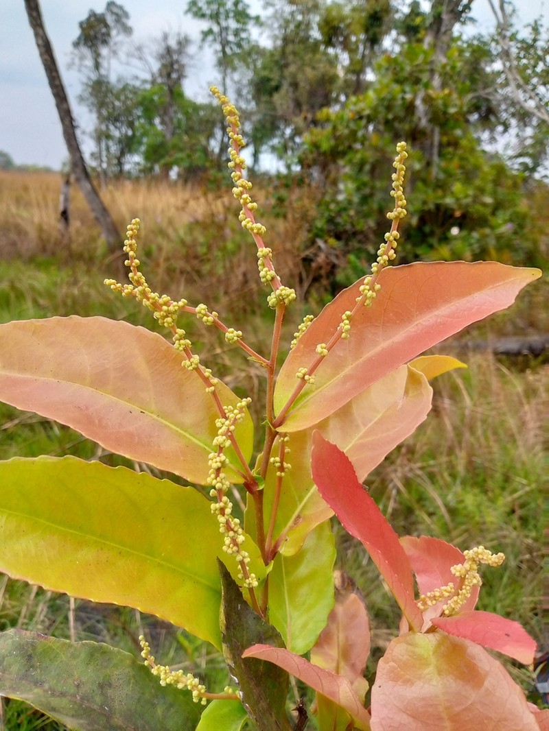 Homalium africanum photo 2