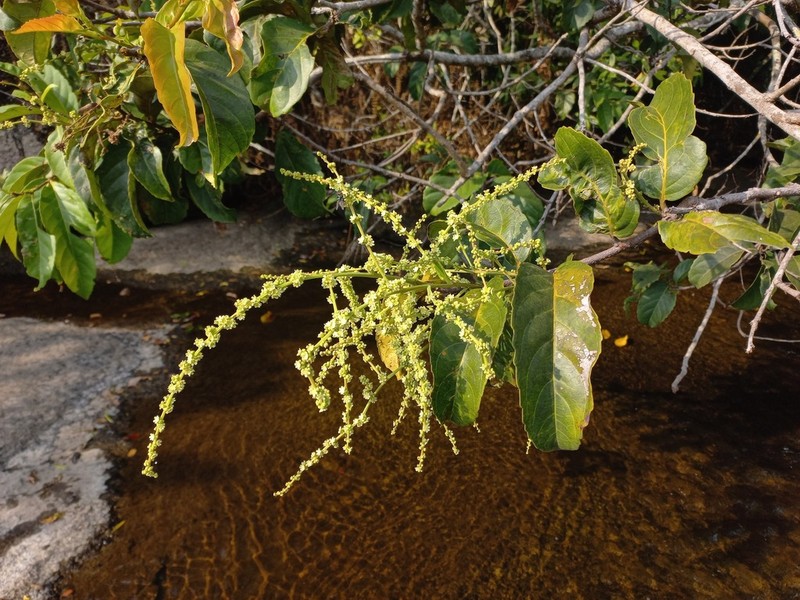 Homalium africanum photo 3