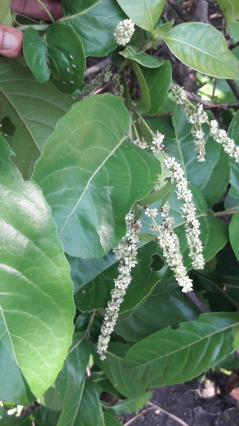 Homalium africanum photo 5