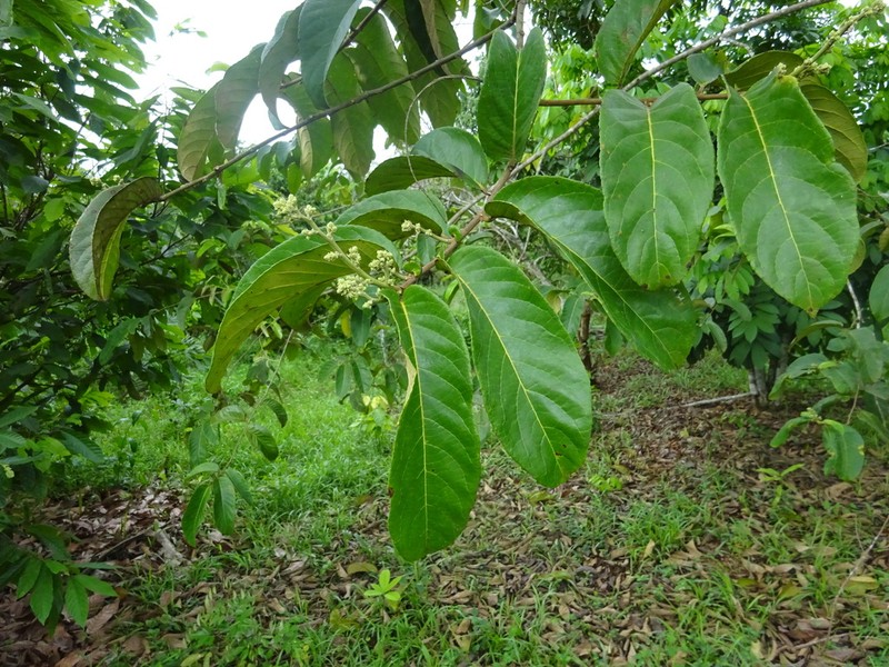 Homalium africanum photo 6