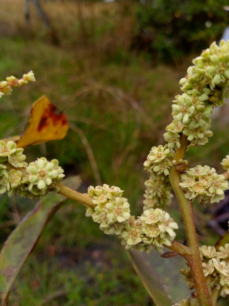 Homalium africanum photo 7