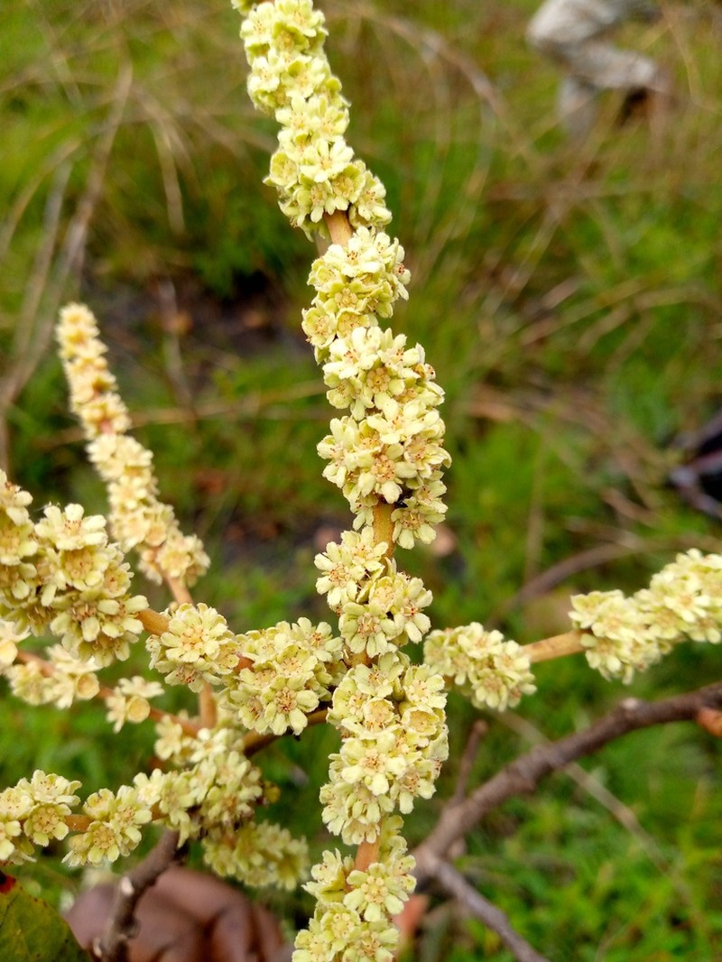 Homalium africanum photo 8