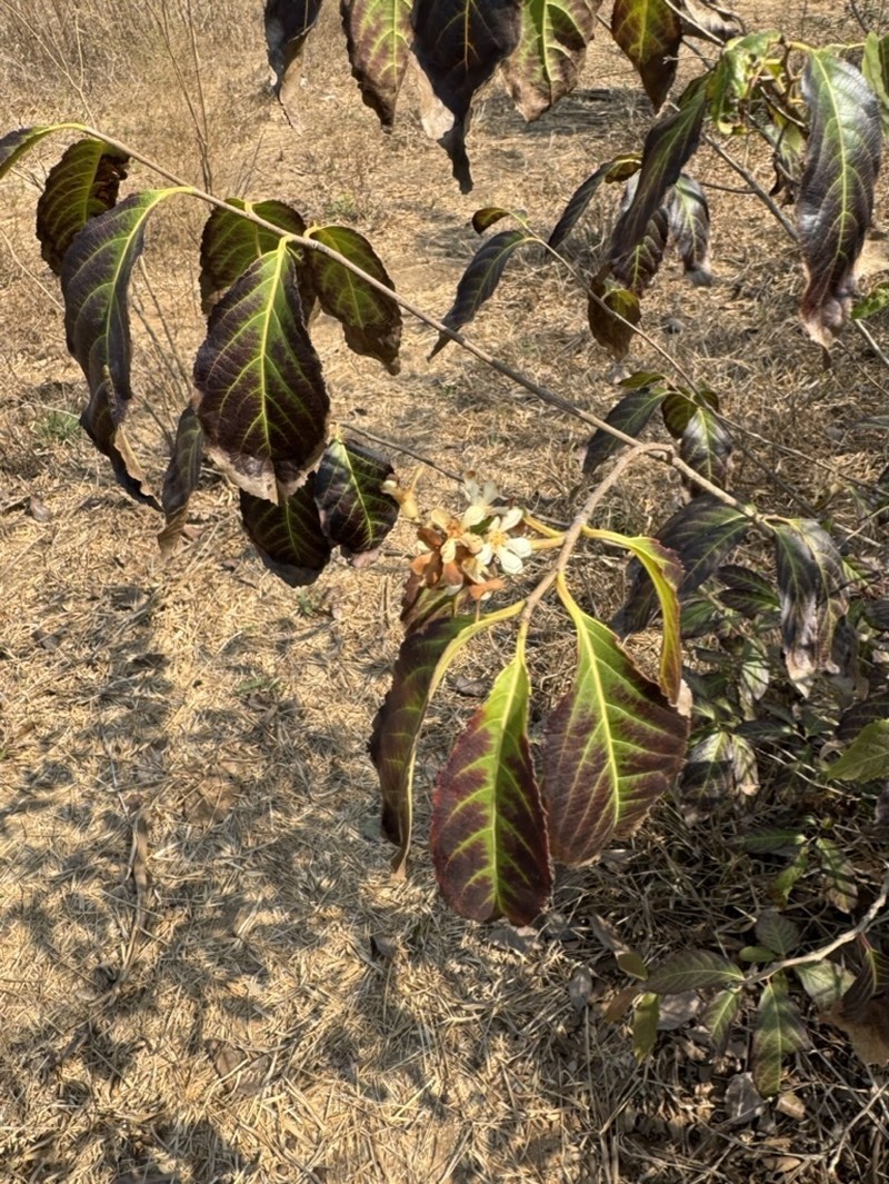 Homalium albiflorum