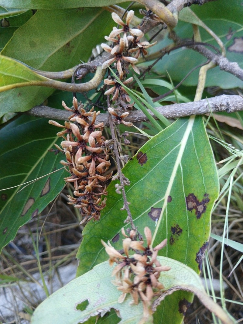 Homalium albiflorum photo 2