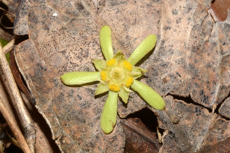 Homalium albiflorum photo 3