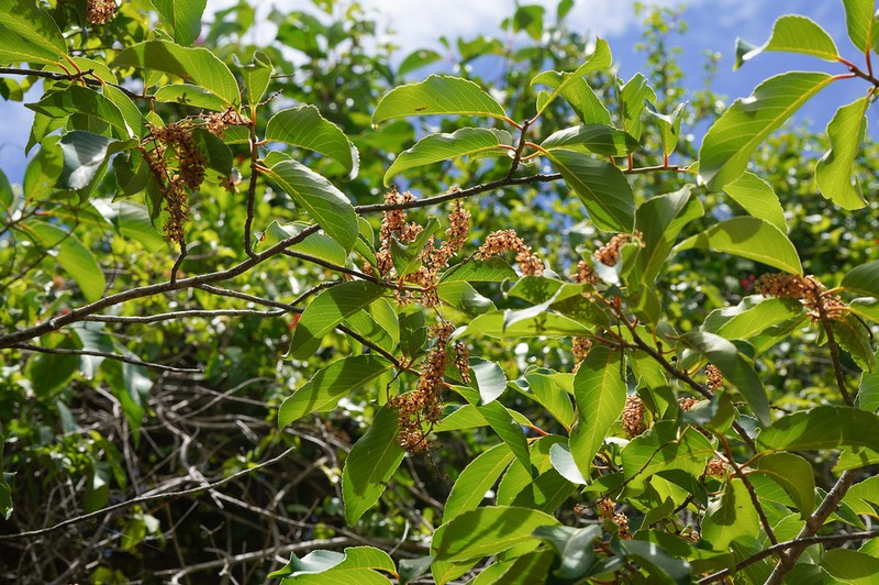 Homalium albiflorum photo 4