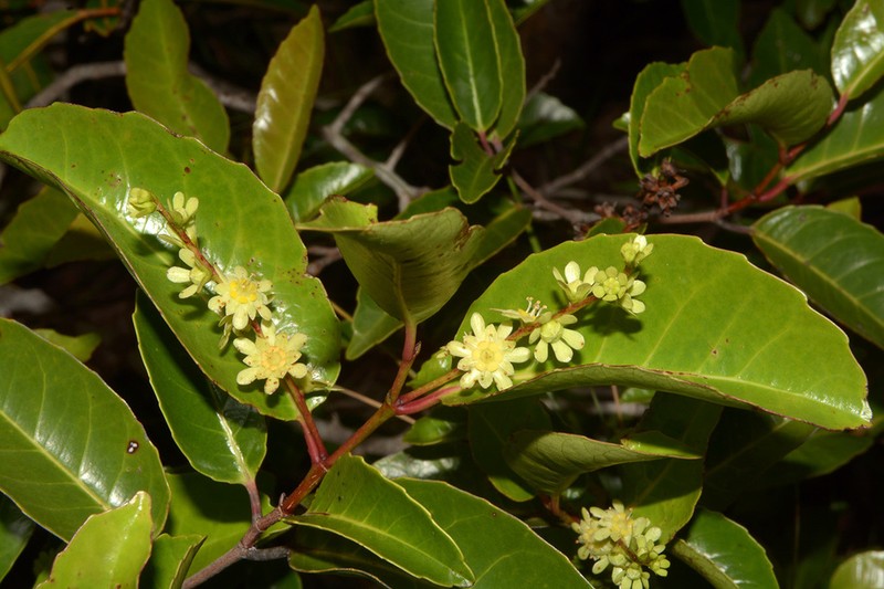 Homalium albiflorum photo 5
