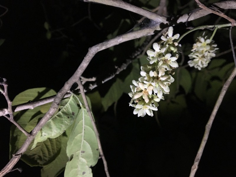 Homalium albiflorum photo 6
