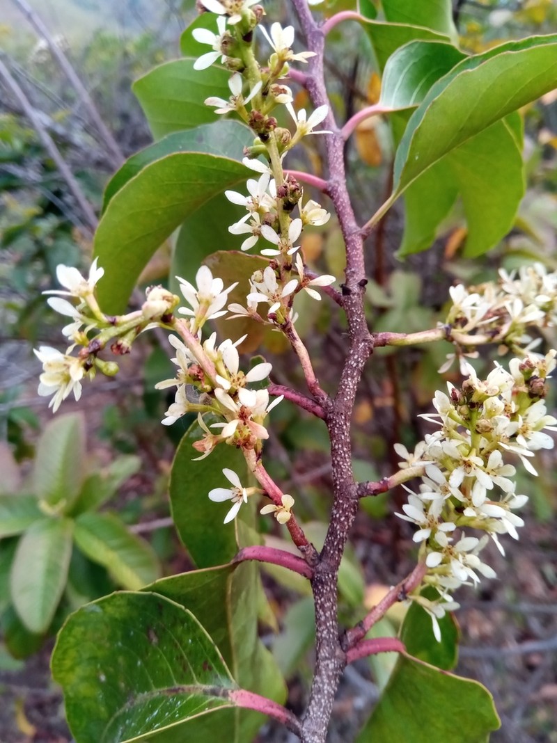 Homalium albiflorum photo 7