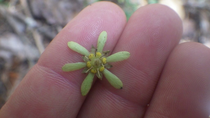 Homalium albiflorum photo 8
