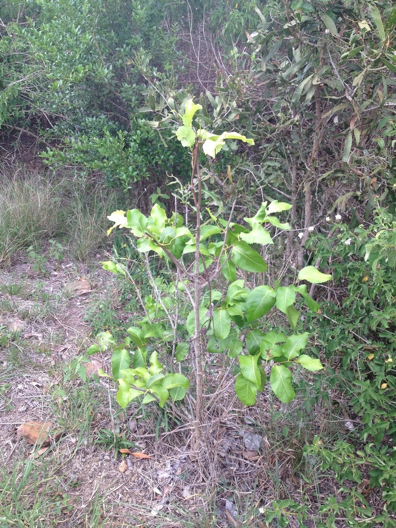 Homalium alnifolium