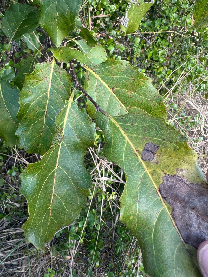 Homalium alnifolium photo 2