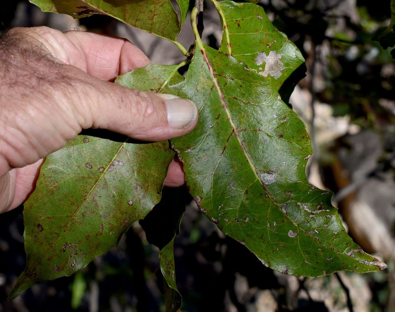 Homalium alnifolium photo 3