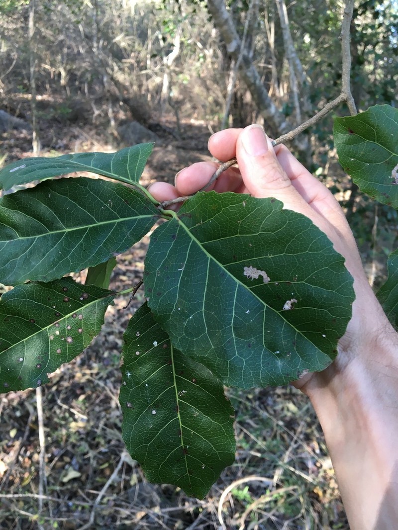 Homalium alnifolium photo 4
