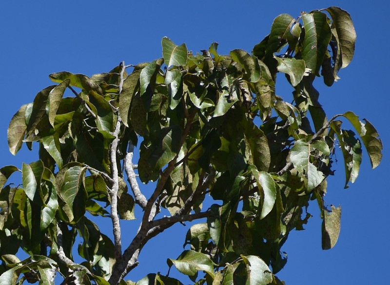 Homalium alnifolium photo 5