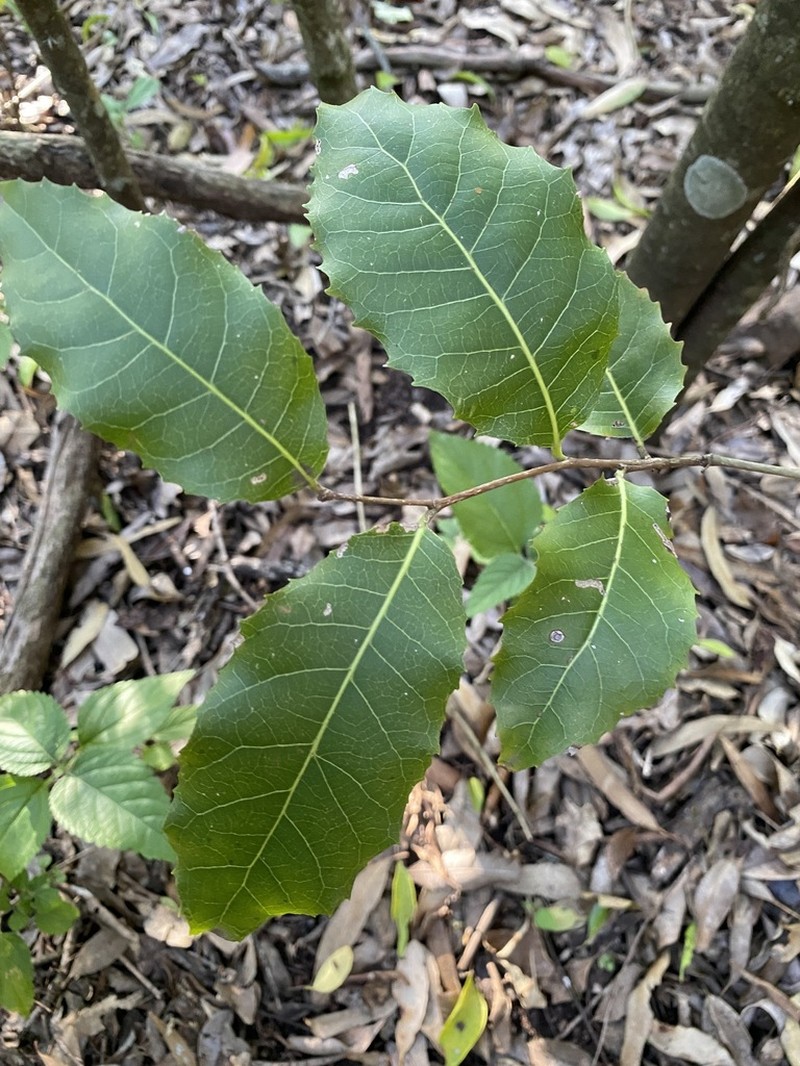 Homalium alnifolium photo 6