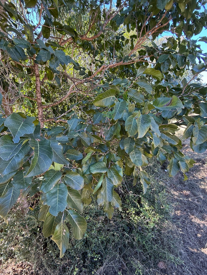 Homalium alnifolium photo 7