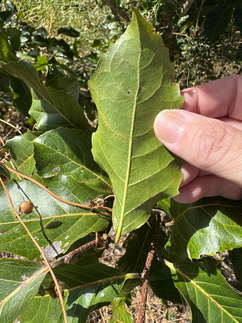 Homalium alnifolium photo 8