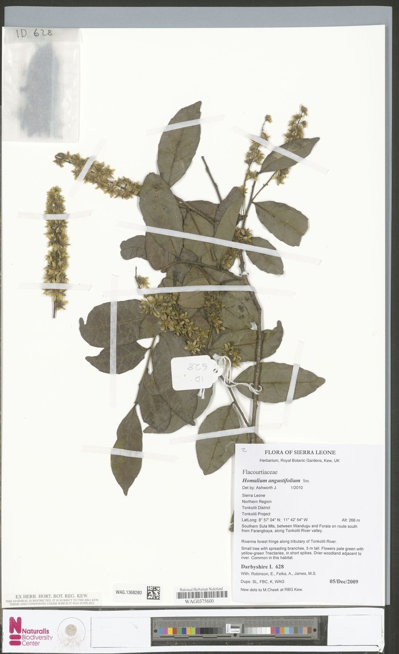 Homalium angustifolium