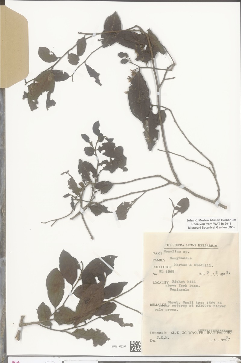 Homalium angustifolium photo 2