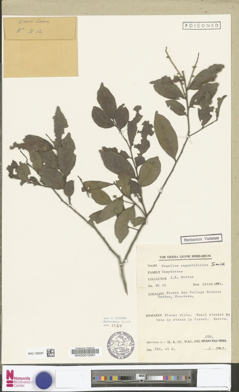 Homalium angustifolium photo 3