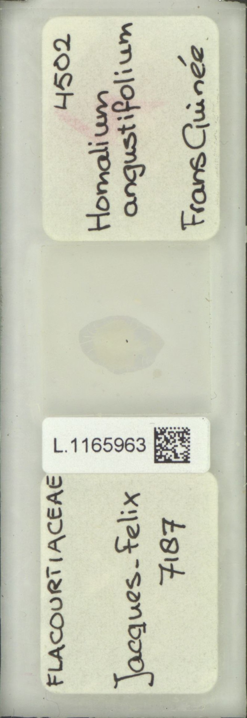 Homalium angustifolium photo 4