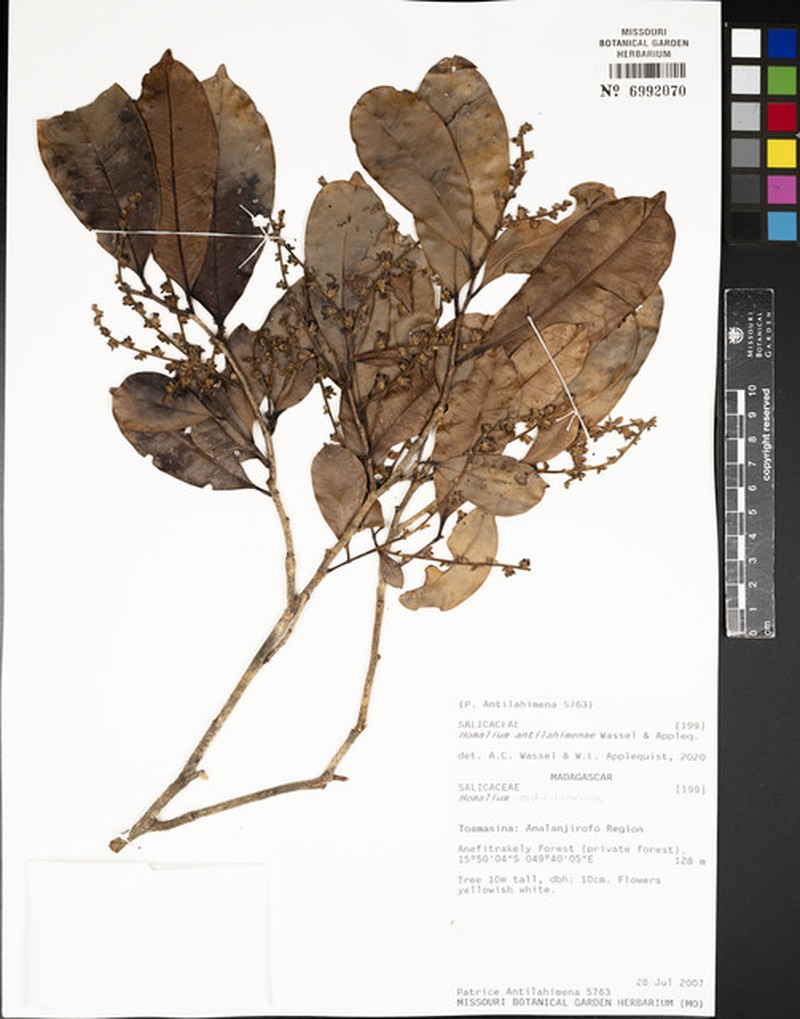 Homalium antilahimenae