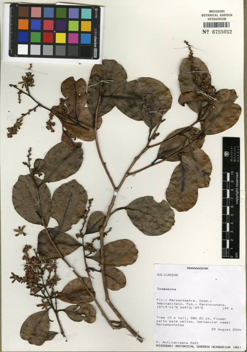 Homalium antilahimenae photo 2