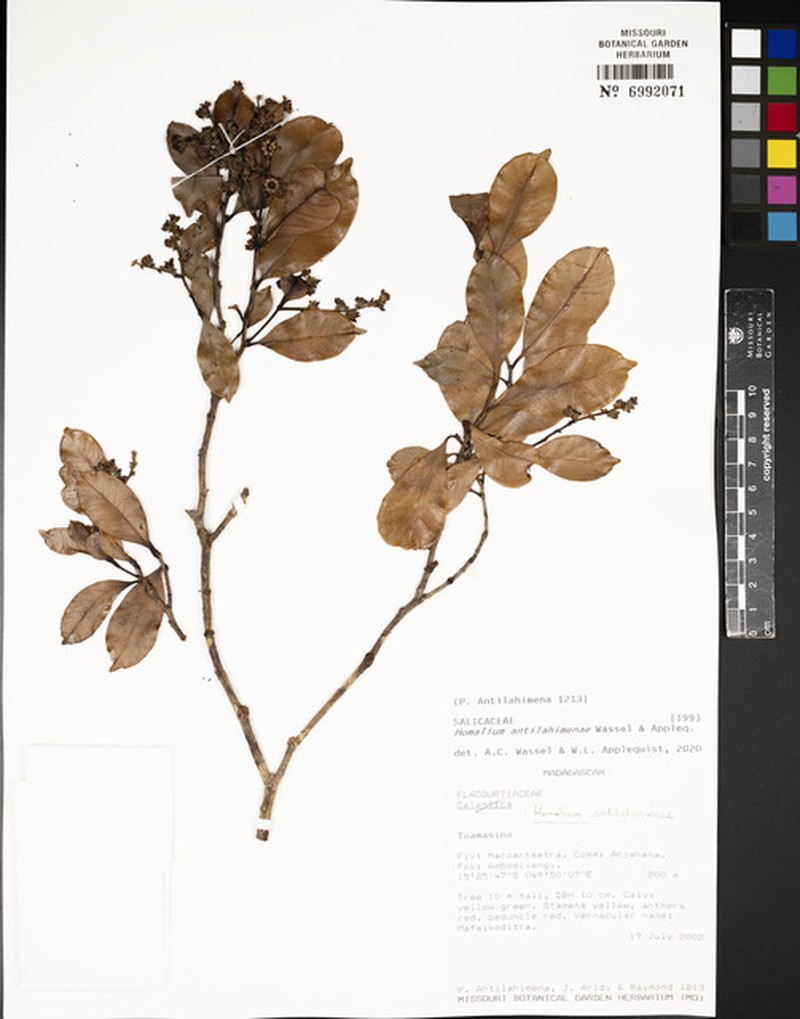 Homalium antilahimenae photo 3