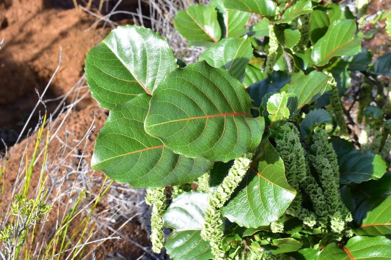 Homalium austrocaledonicum