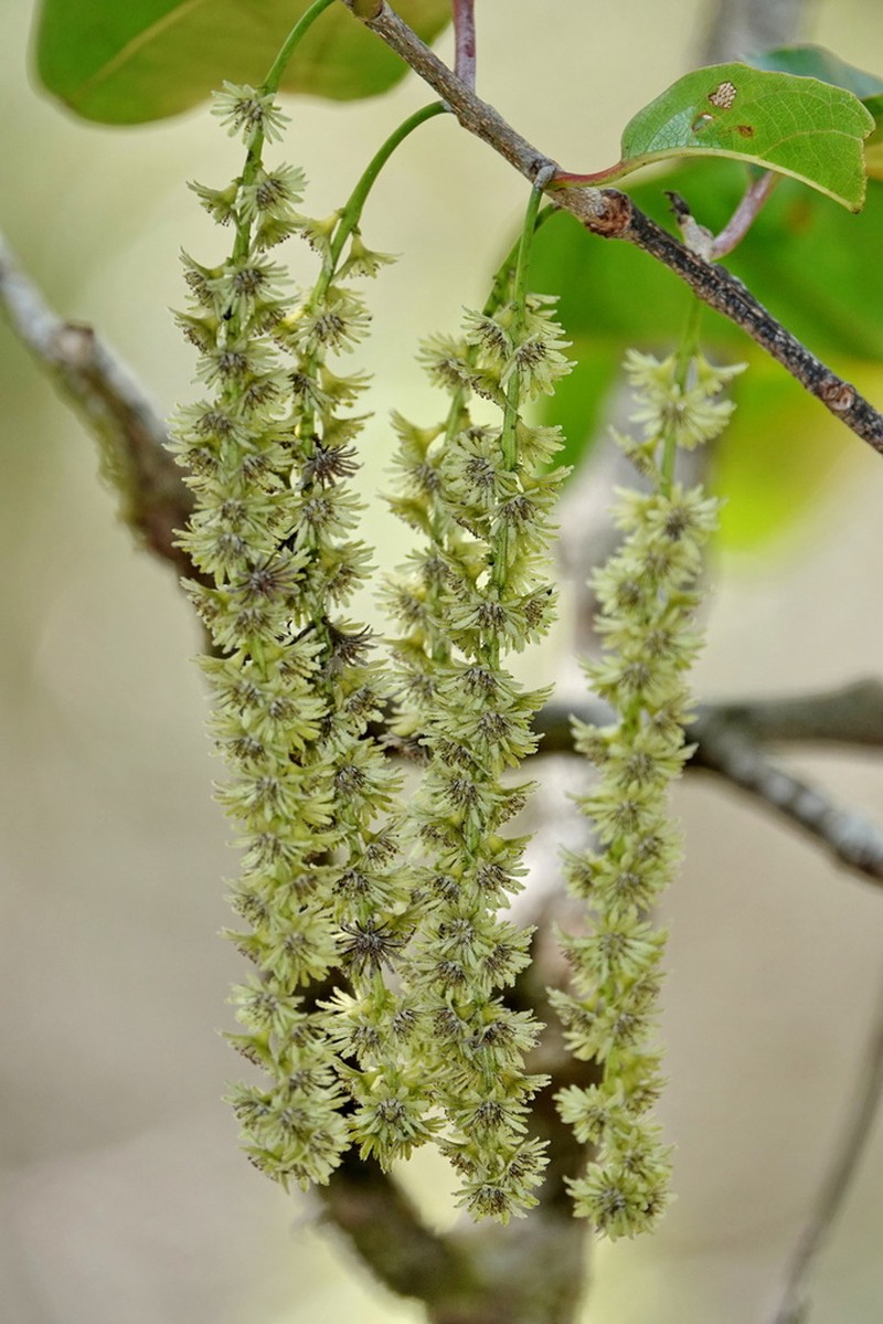 Homalium austrocaledonicum photo 2