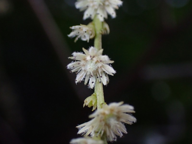 Homalium austrocaledonicum photo 3
