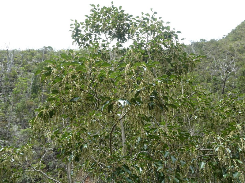 Homalium austrocaledonicum photo 4