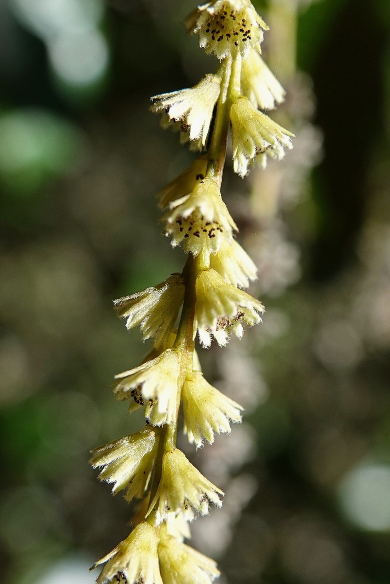 Homalium austrocaledonicum photo 5