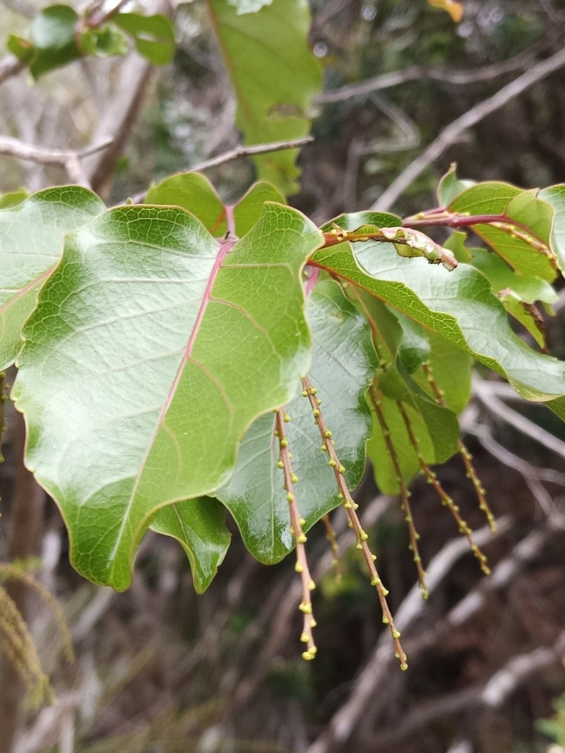 Homalium austrocaledonicum photo 6