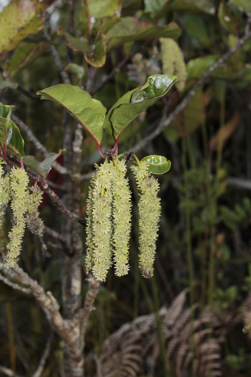 Homalium austrocaledonicum photo 7