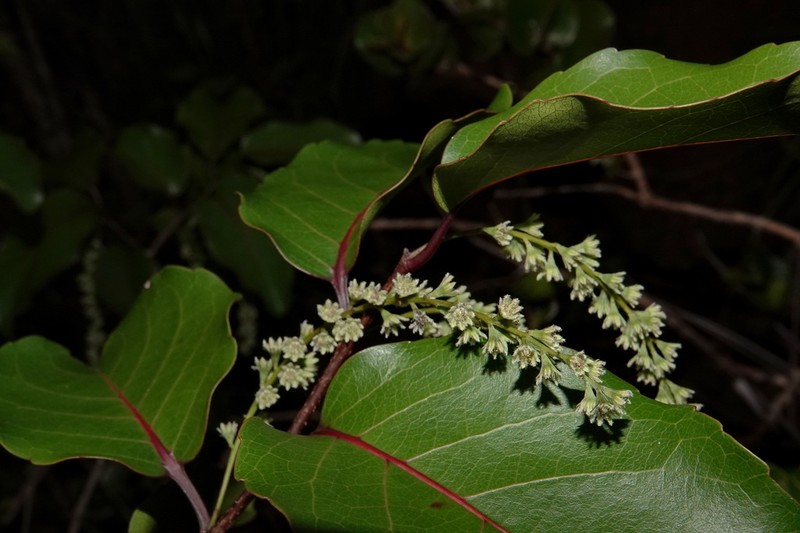 Homalium austrocaledonicum photo 8