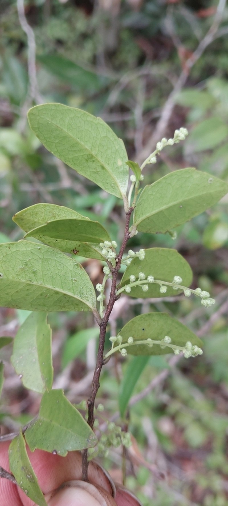 Homalium axillare photo 2