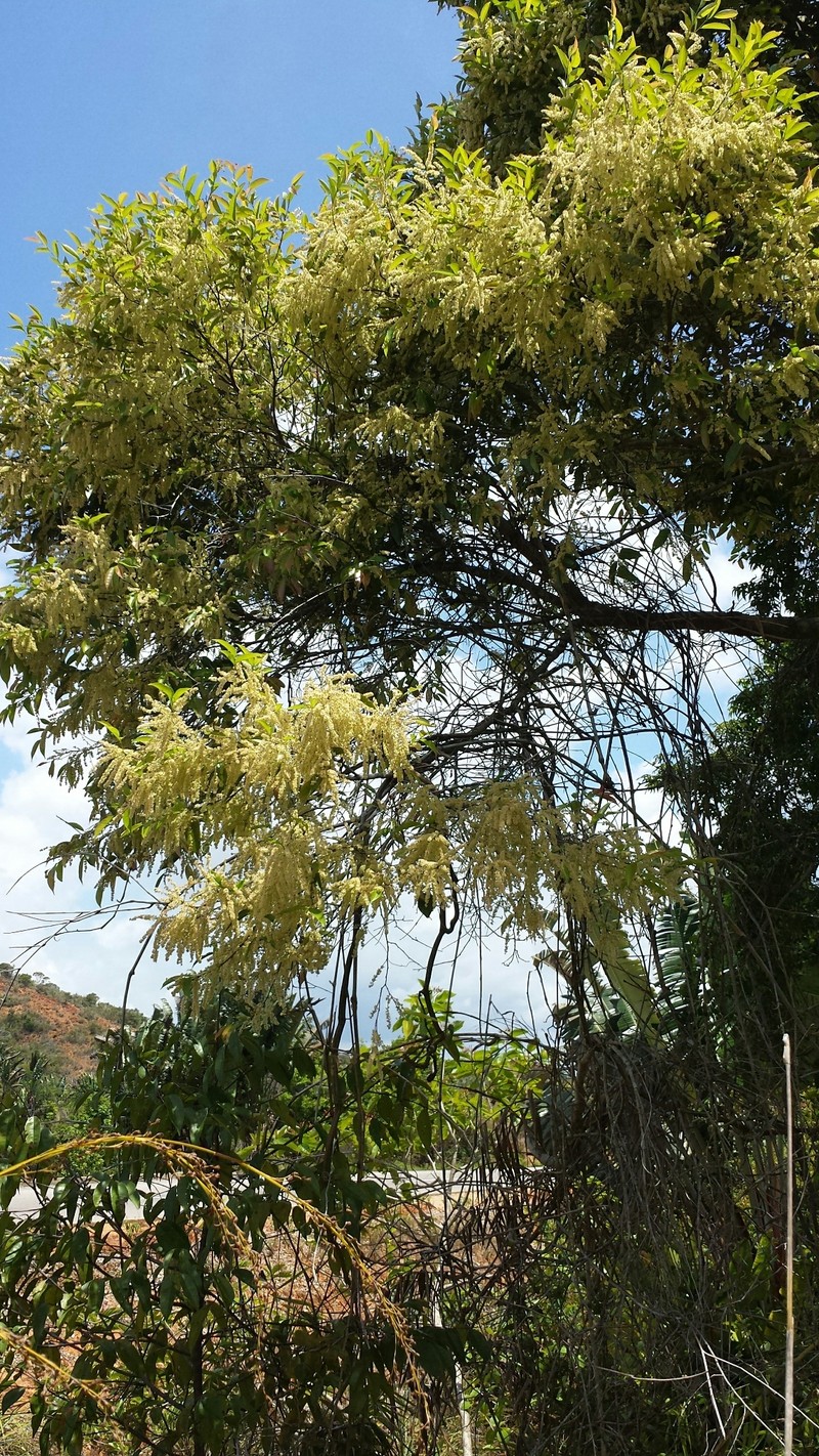 Homalium axillare photo 3