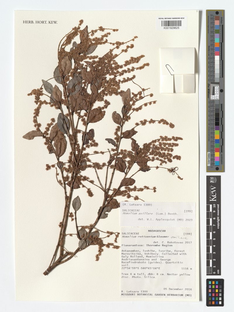 Homalium axillare photo 4