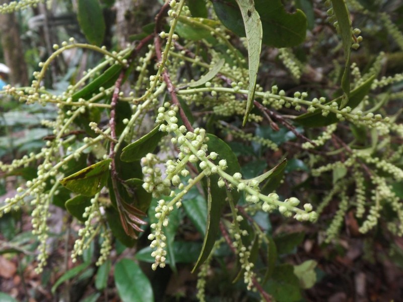 Homalium axillare subsp. axillare