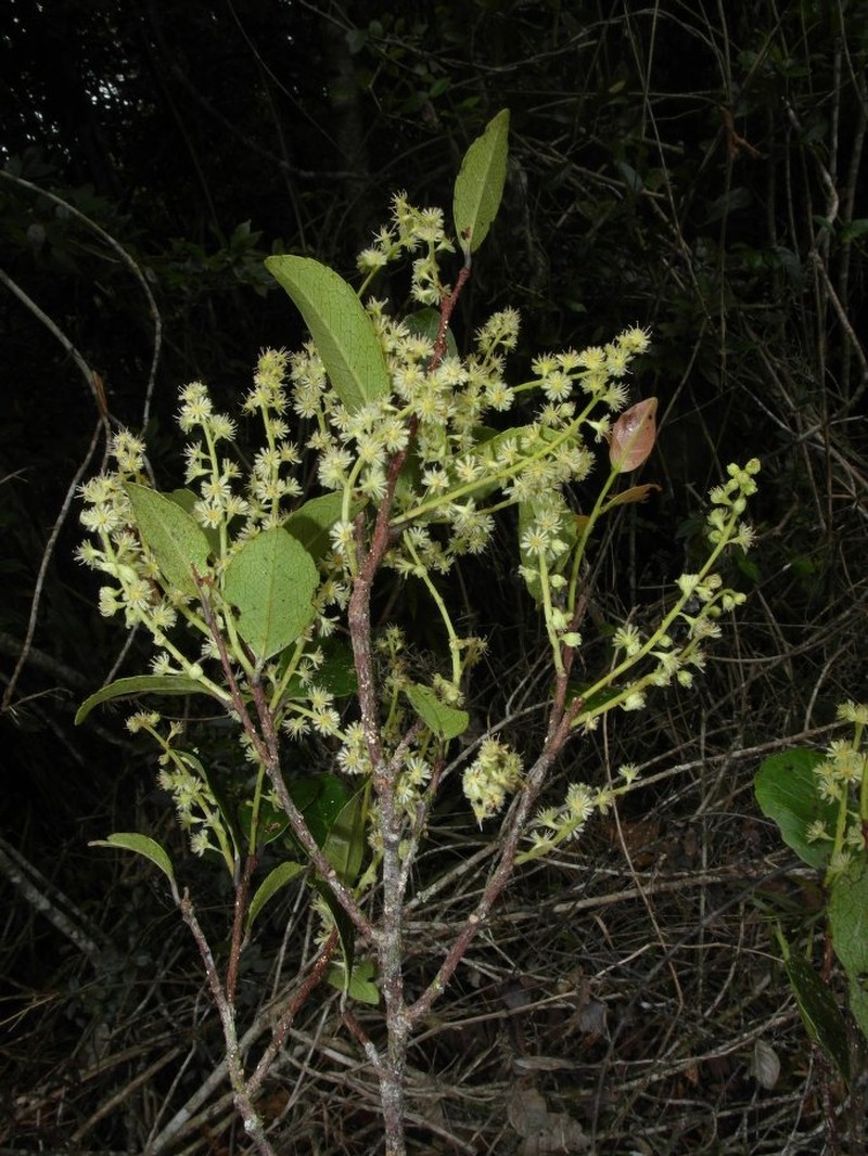 Homalium axillare subsp. axillare photo 2