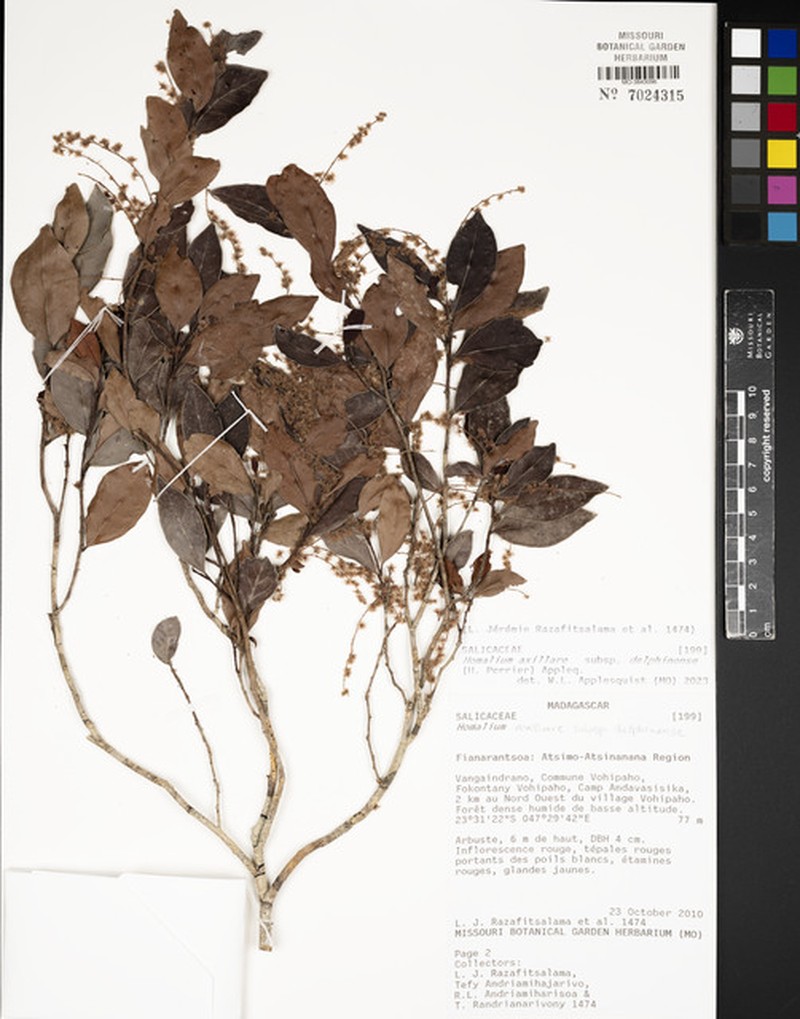 Homalium axillare subsp. delphinense