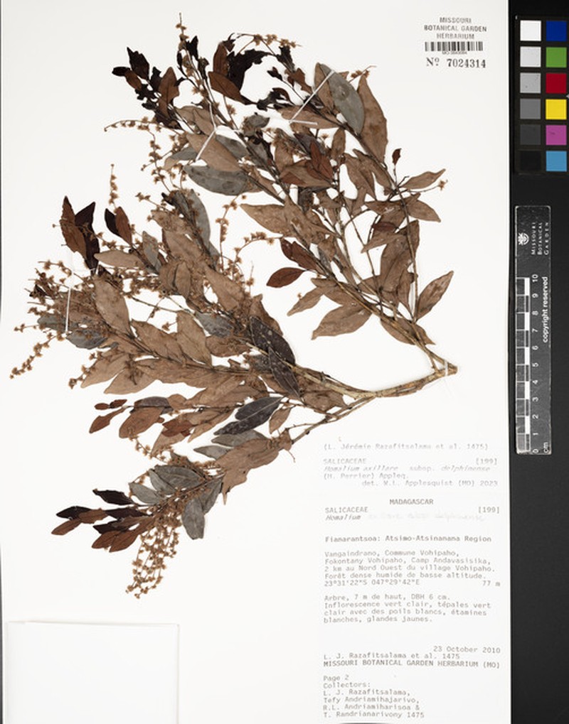 Homalium axillare subsp. delphinense photo 2