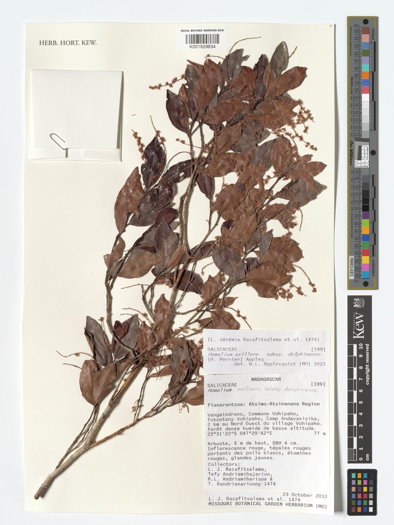 Homalium axillare subsp. delphinense photo 3