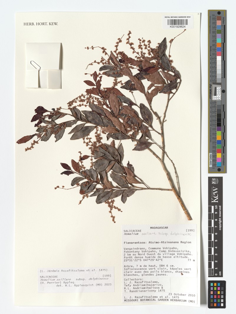 Homalium axillare subsp. delphinense photo 4