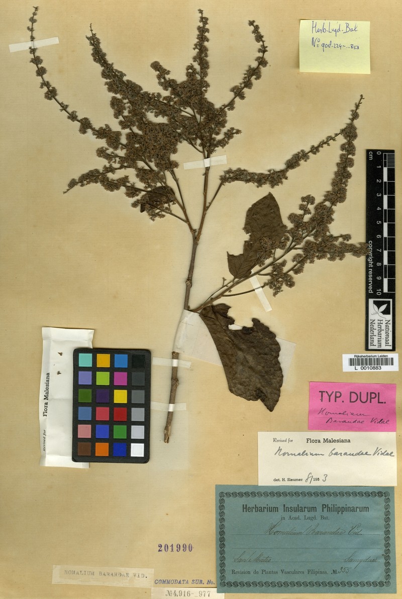 Homalium barandae photo 2