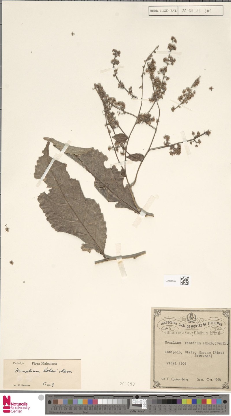 Homalium barandae photo 4