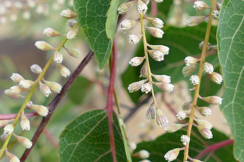 Homalium betulifolium